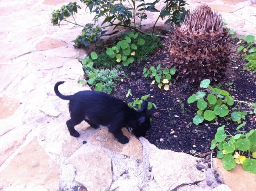 LuX con dos meses jugando en el jardin